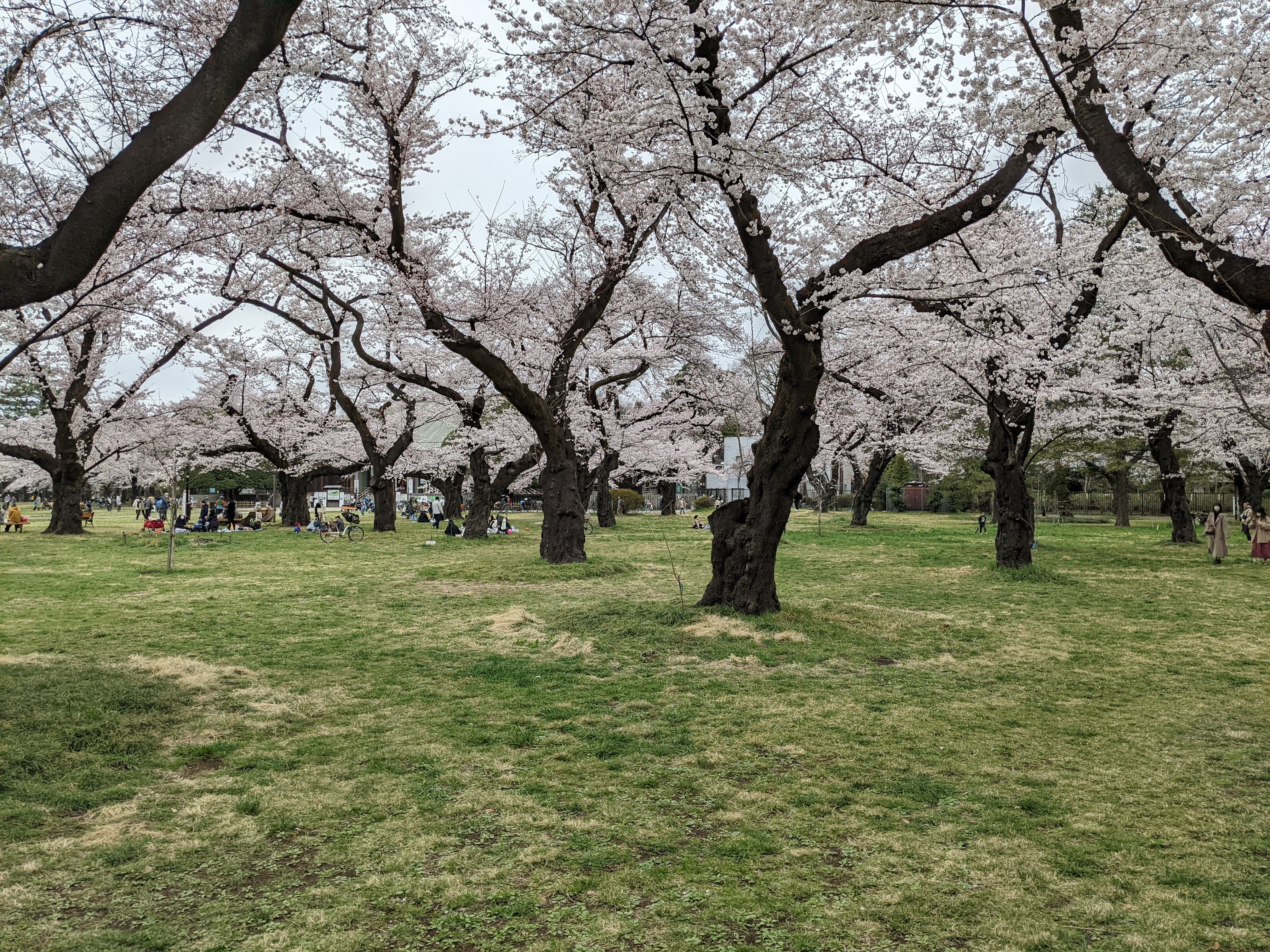 Koganei Park - photo taken by Thinking in English Podcast (Tom Wilkinson)